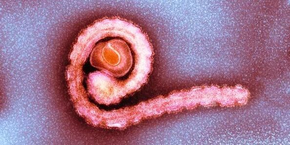 พยาธิตัวตืดแคระในร่างกายมนุษย์