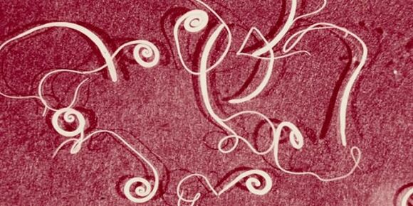 ภาพถ่ายปรสิตของมนุษย์